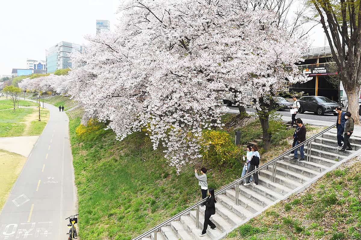 성남 2경 탄천변 벚꽃길
