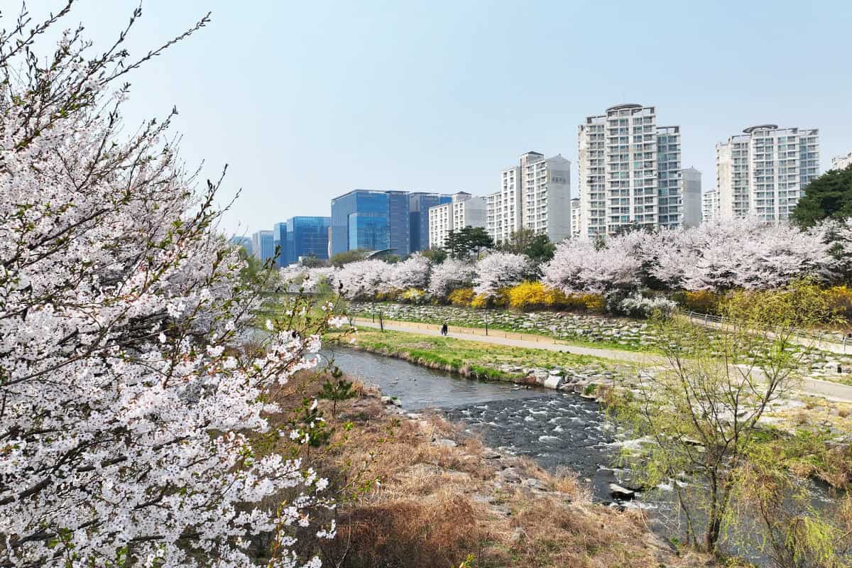 성남 벚꽃길 9경
