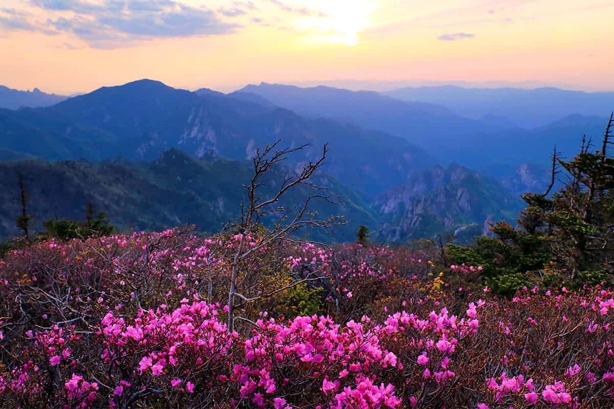 설악산 진달래 설악산 진달래