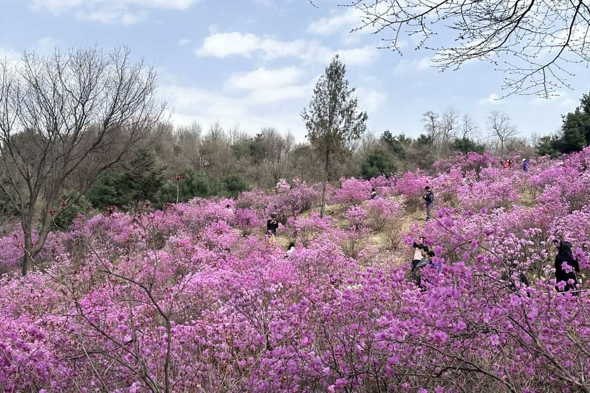부천 원미산 진달래축제 부천 원미산 진달래축제