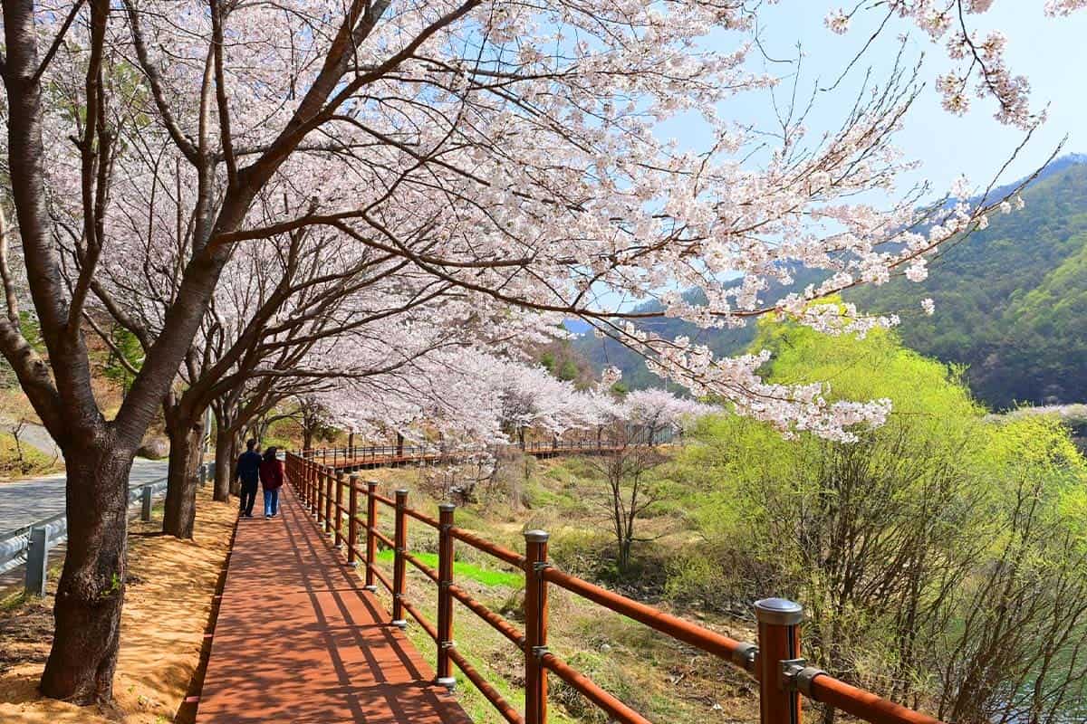 외씨버선길 10길 약수탕길 벚꽃 풍경 외씨버선길 10길 약수탕길 벚꽃 풍경