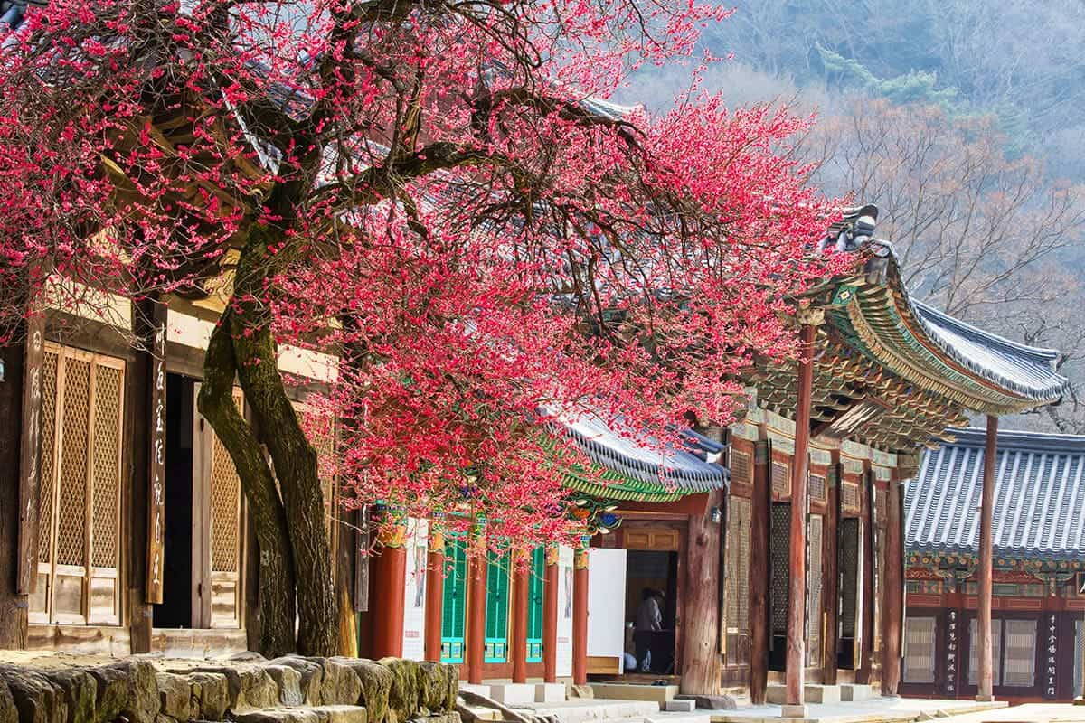 구례 화엄사의 봄 구례 화엄사의 봄