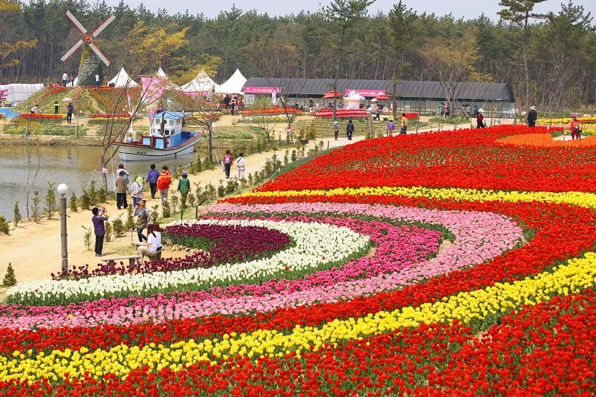 태안 세계튤립축제 풍경