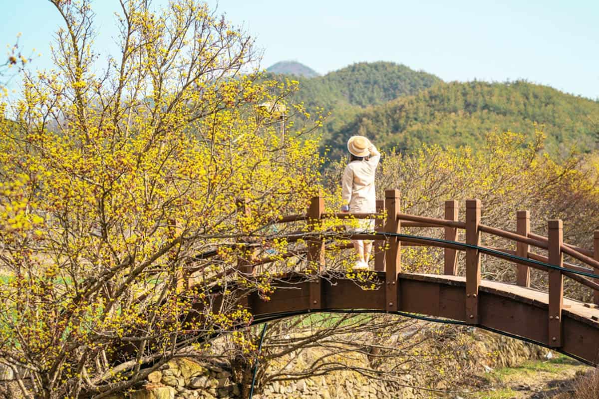 의성 산수유 마을 의성 산수유 마을