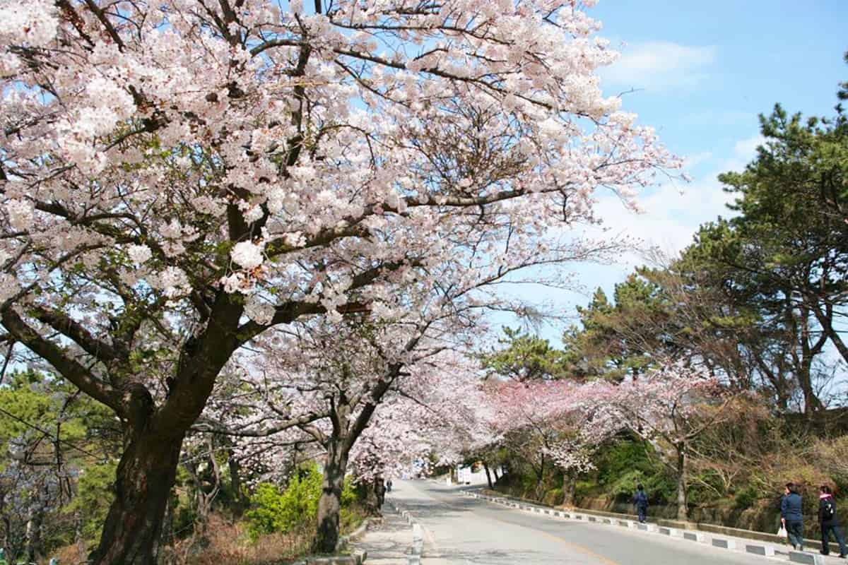 울산 대왕암 벚꽃길