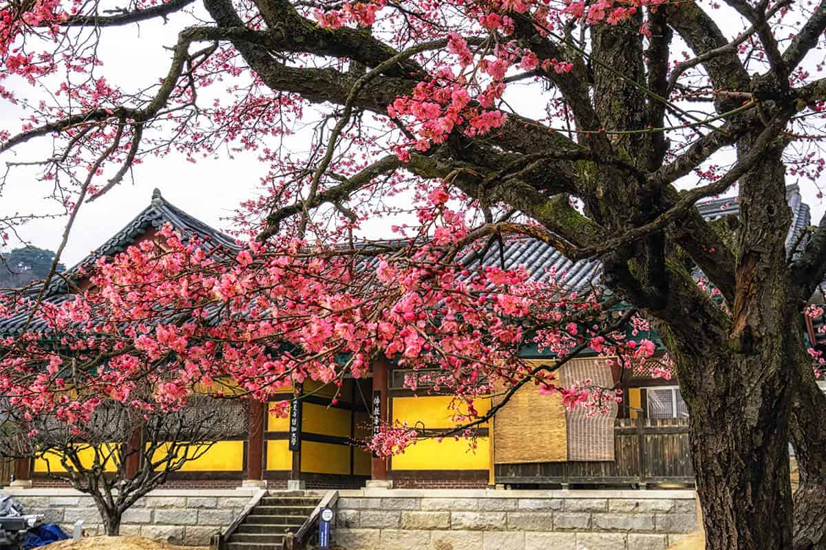 양산 통도사 봄
