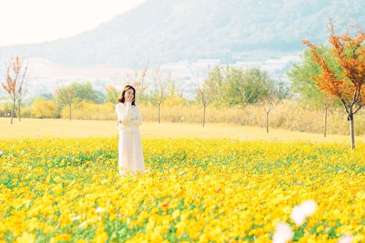 황산공원 유채꽃밭 황산공원 유채꽃밭