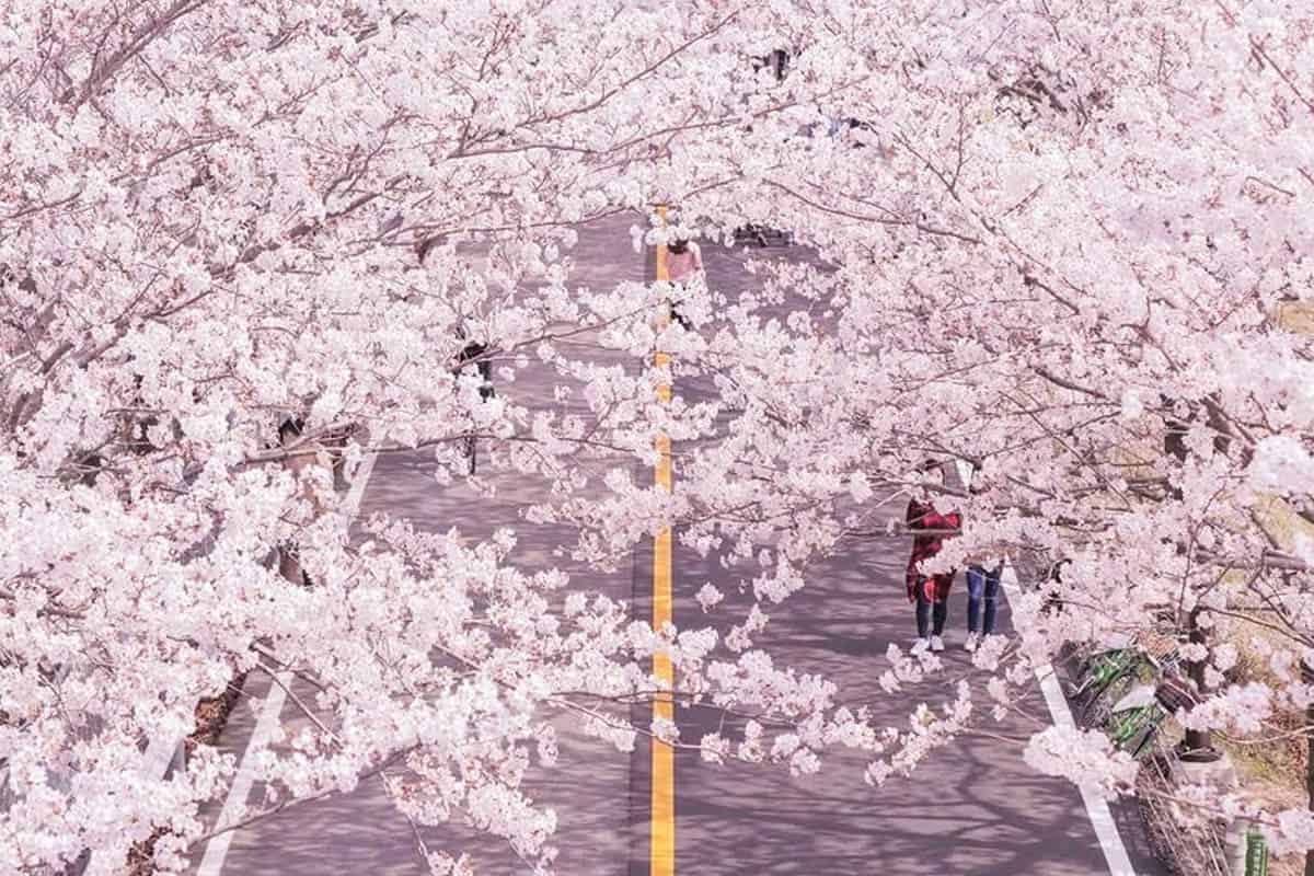 황산공원 벚꽃 황산공원 벚꽃