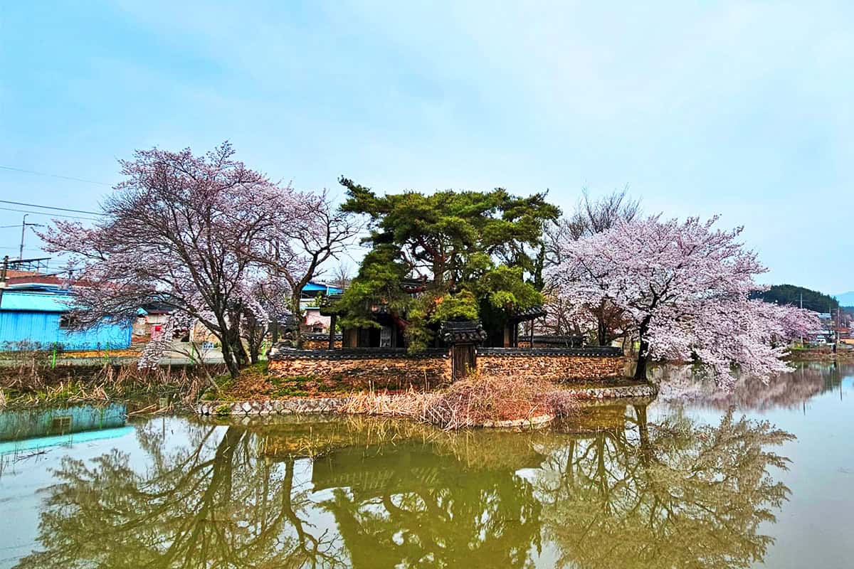 영천 황강저수지 영천 황강저수지