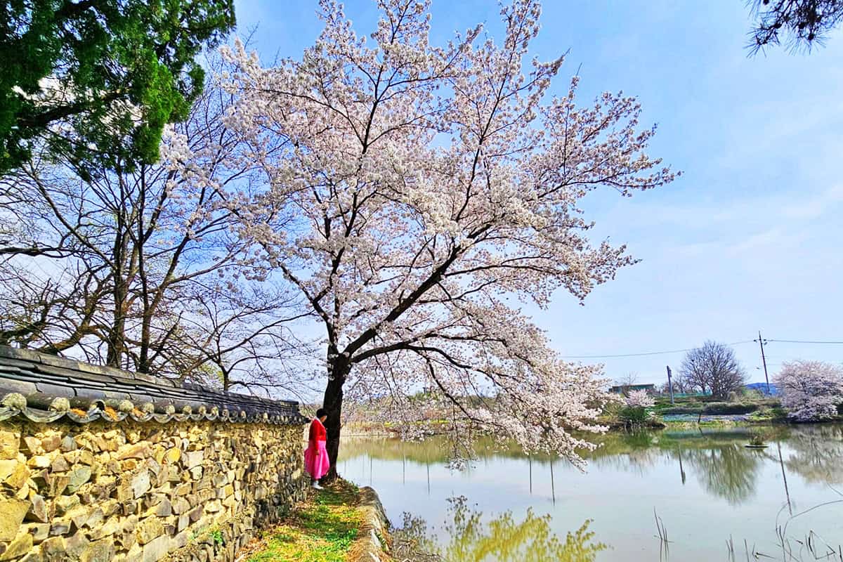 영천 황강저수지 벚꽃 영천 황강저수지 벚꽃