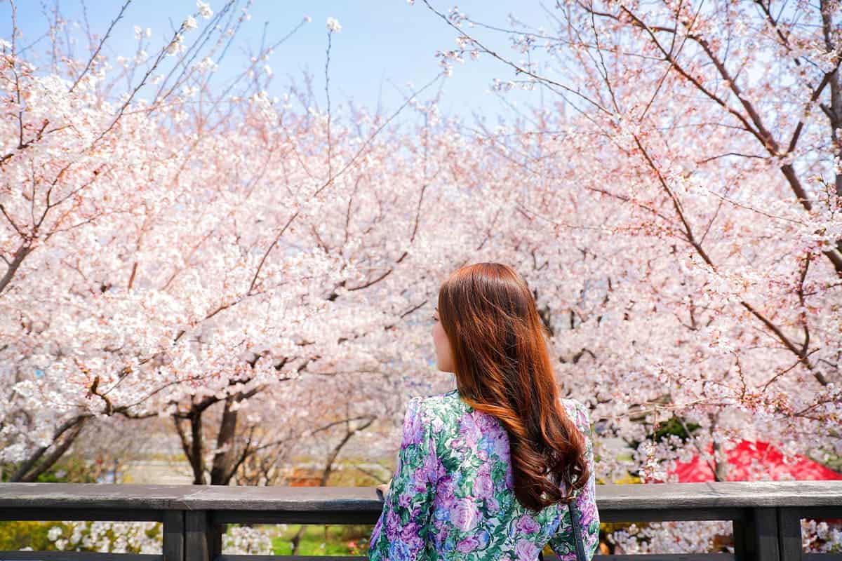 삼락생태공원 벚꽃뷰 삼락생태공원 벚꽃뷰