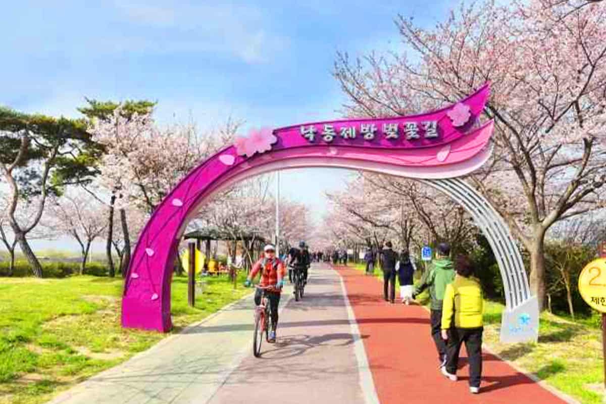 삼락생태공원 벚꽃 산책 삼락생태공원 벚꽃 산책