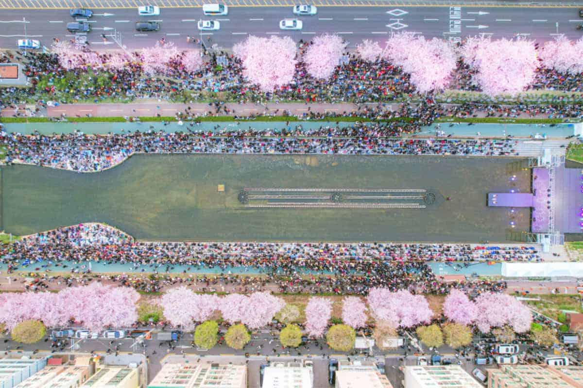 불광천 벚꽃축제 항공샷 불광천 벚꽃축제 항공샷