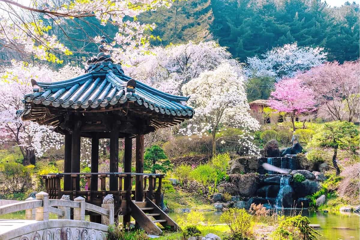 아침고요수목원 벚꽃 풍경 아침고요수목원 벚꽃 풍경