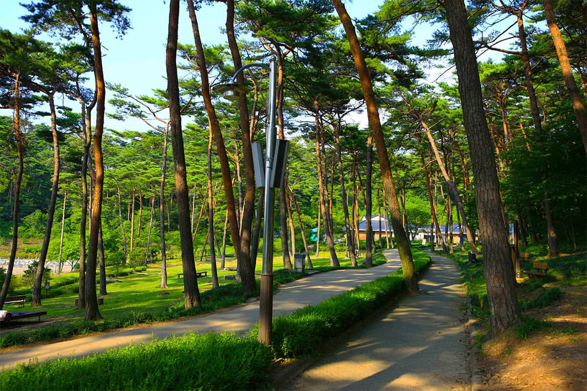 안면도 자연휴양림 안면도 자연휴양림
