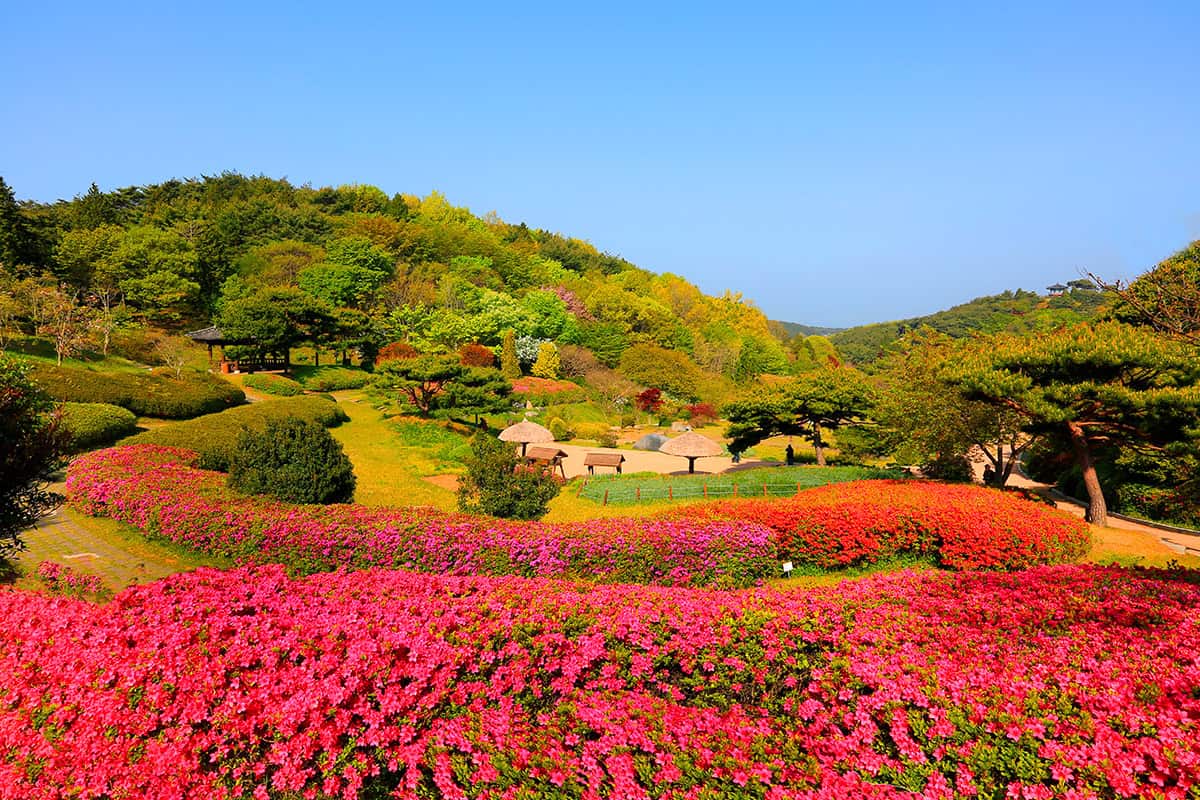 자연휴양림 꽃 자연휴양림 꽃