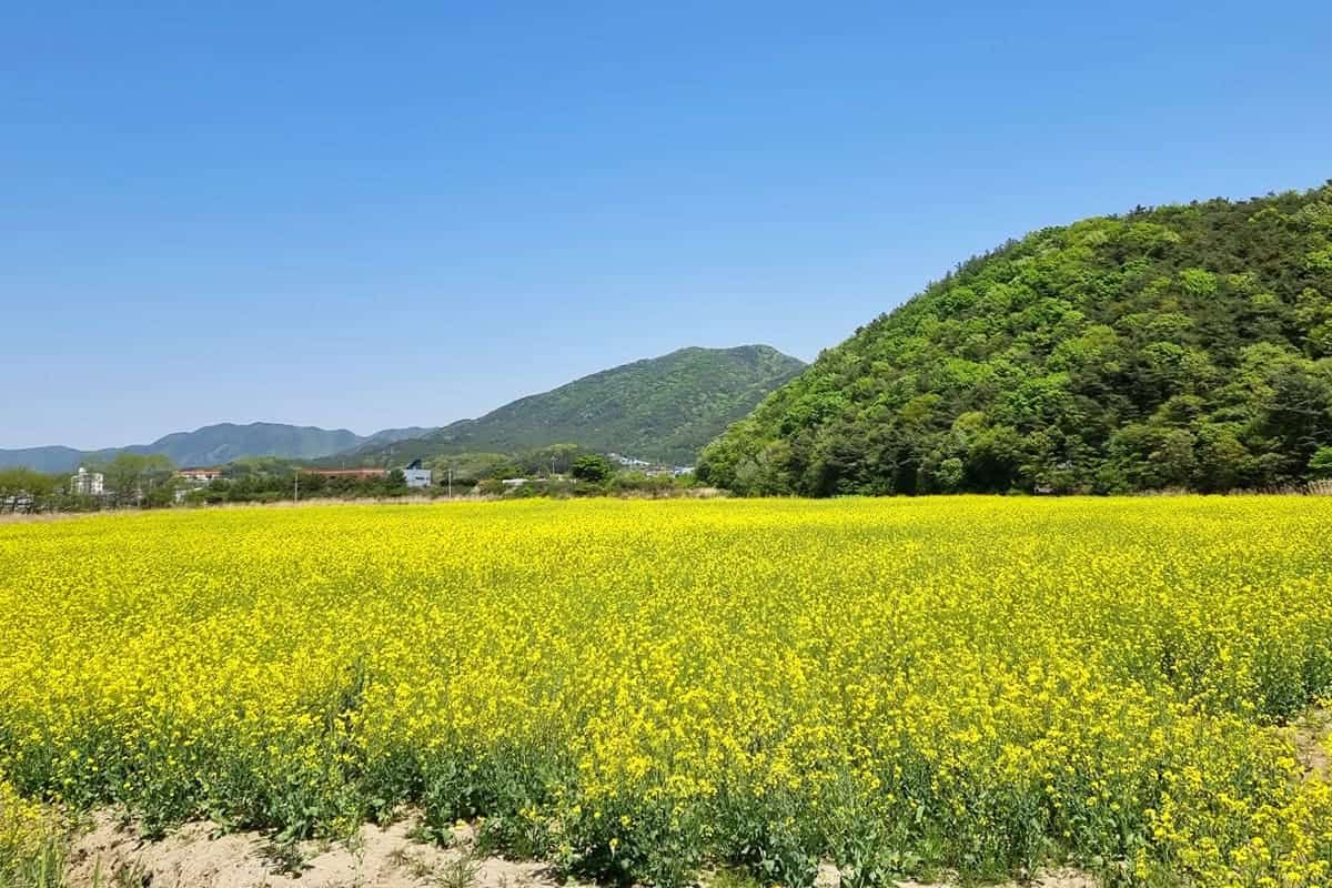 보령 웅천천 고수부지 유채꽃 보령 웅천천 고수부지 유채꽃