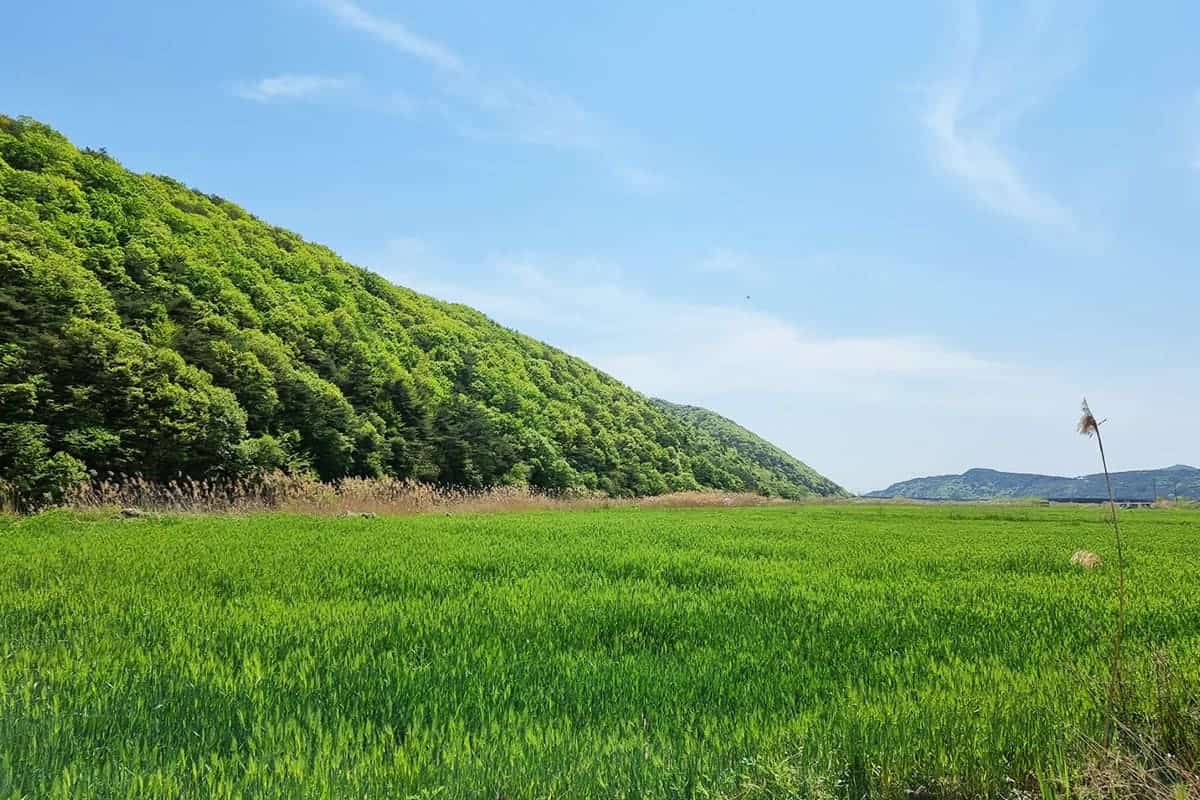 보령 웅천천 고수부지 청보리밭 보령 웅천천 고수부지 청보리밭