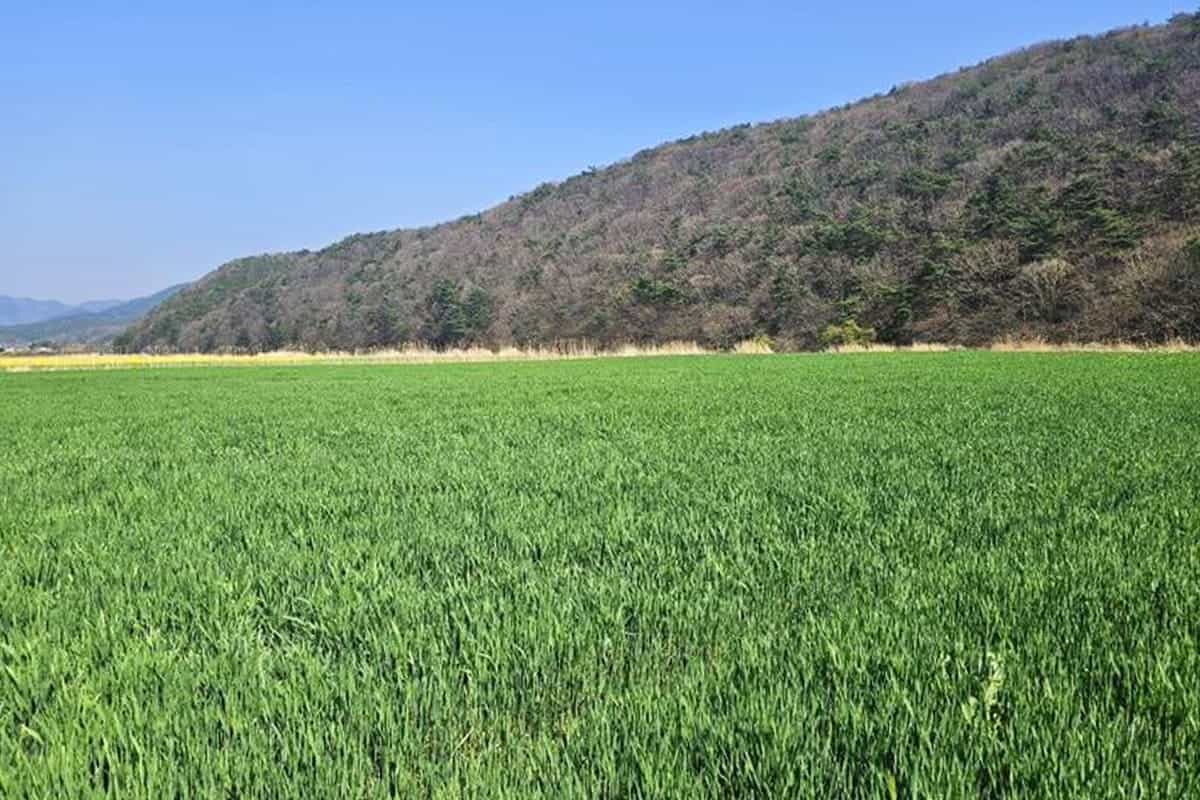 보령 웅천천 고수부지 청보리밭 풍경 보령 웅천천 고수부지 청보리밭 풍경