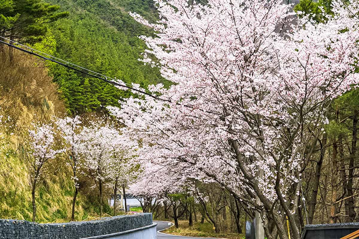 보령 옥마산 벚꽃 풍경 보령 옥마산 벚꽃 풍경