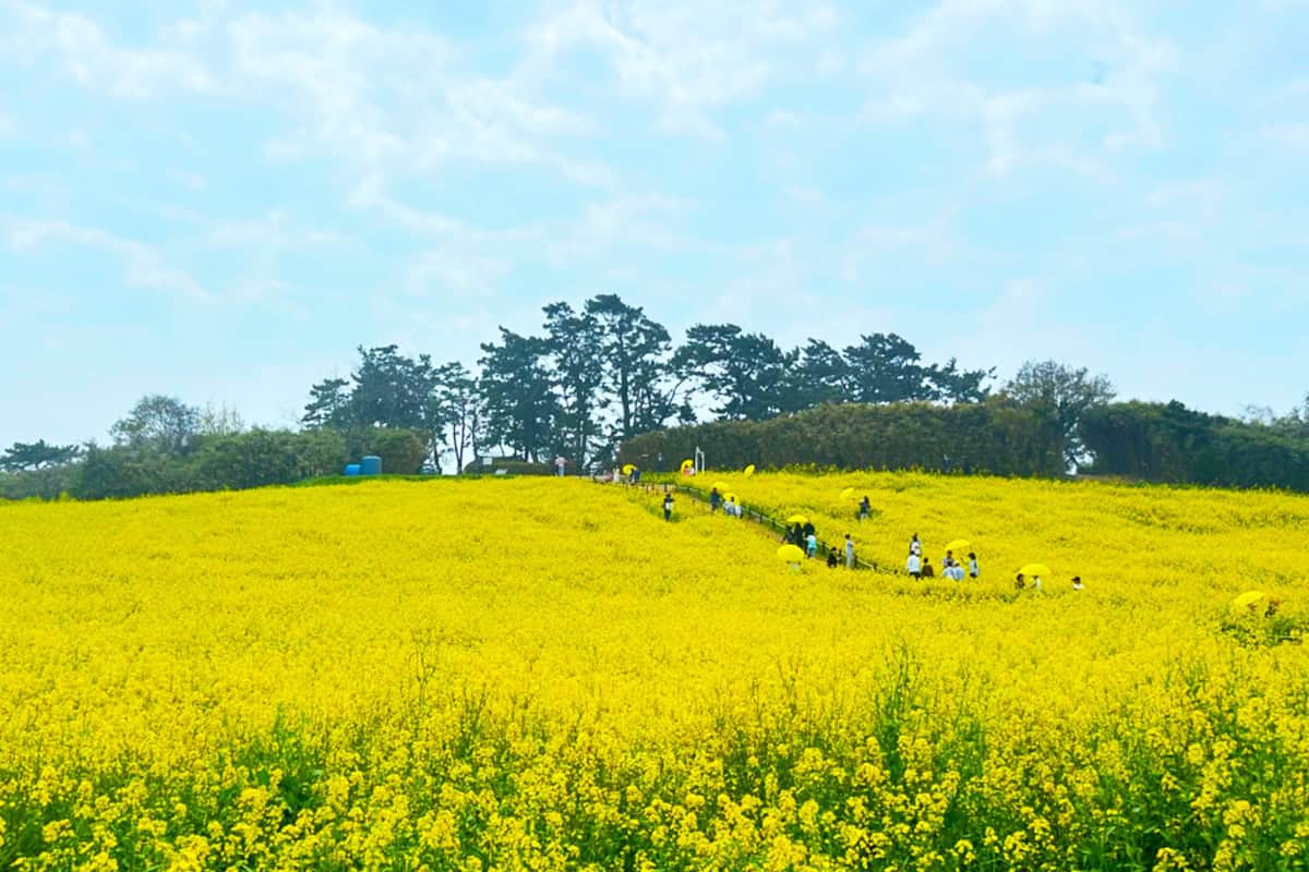 부안 수성당 유채꽃 풍경 부안 수성당 유채꽃 풍경