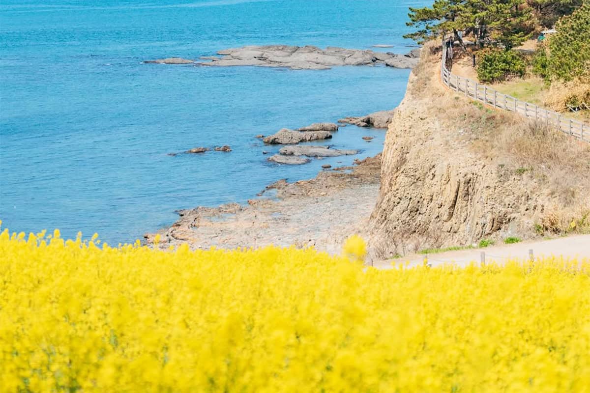 부안 수성당 유채꽃과 바다 부안 수성당 유채꽃과 바다