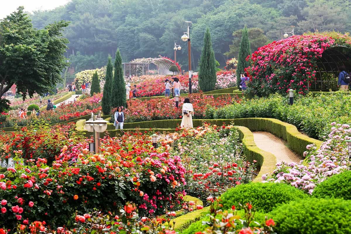 부천 백만송이 장미원 전경 부천 백만송이 장미원 전경