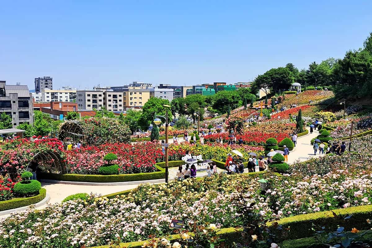 지난 부천 장미축제 풍경 지난 부천 장미축제 풍경