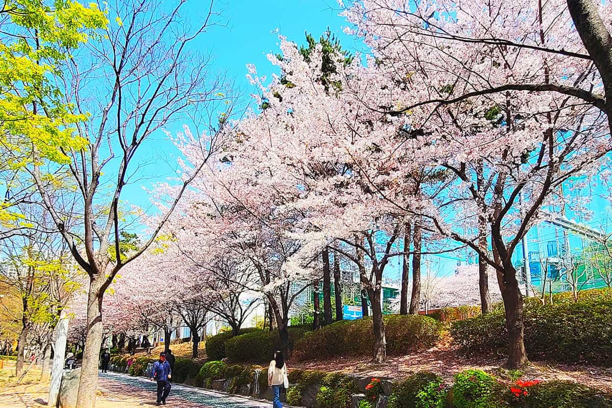 부산 평화공원 벚꽃 부산 평화공원 벚꽃