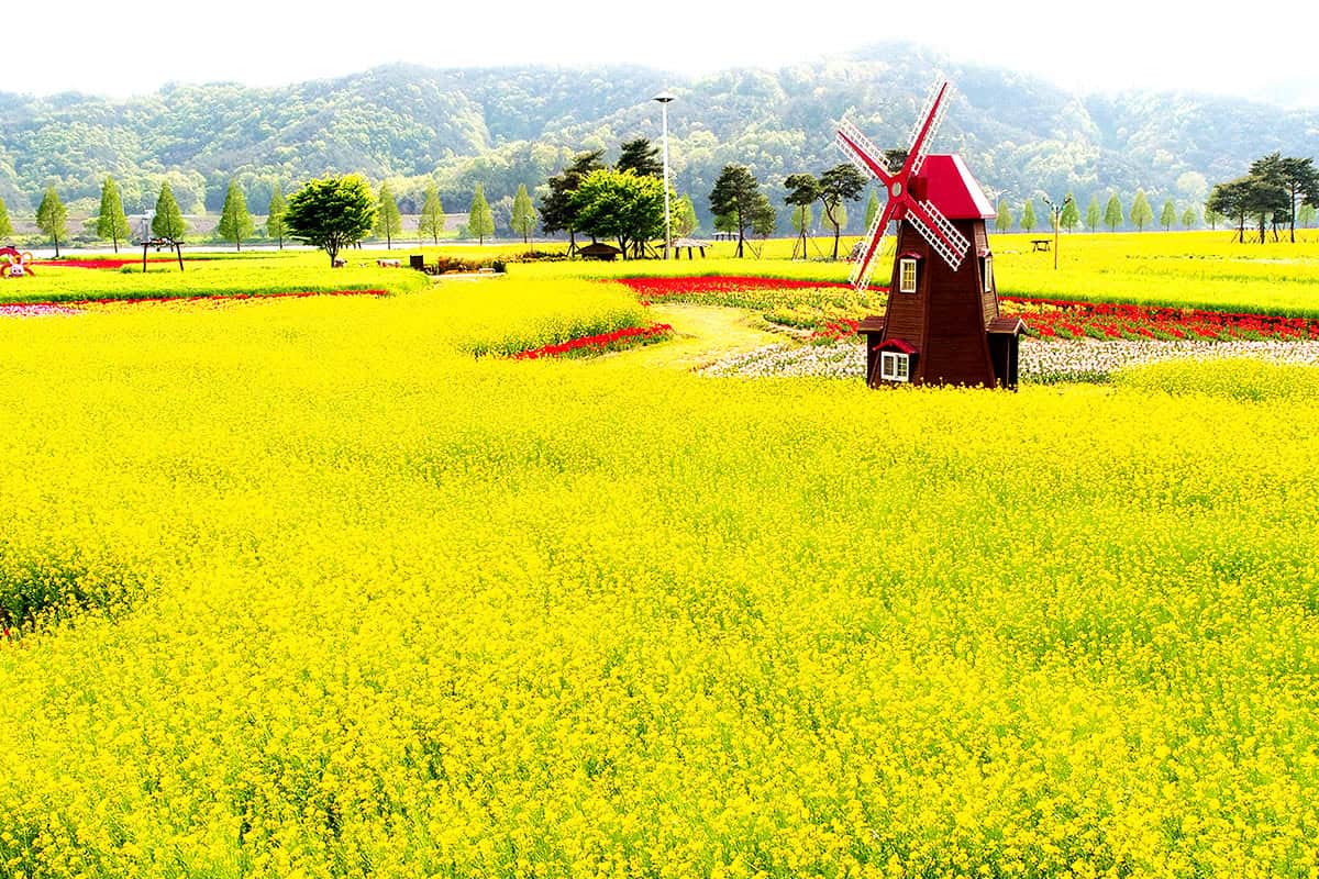 창녕 유채꽃단지 포토존 창녕 유채꽃단지 포토존