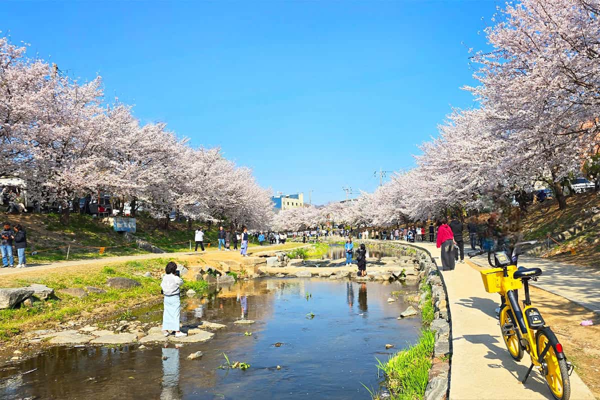 천안 원성천 낮 벚꽃길 천안 원성천 낮 벚꽃길