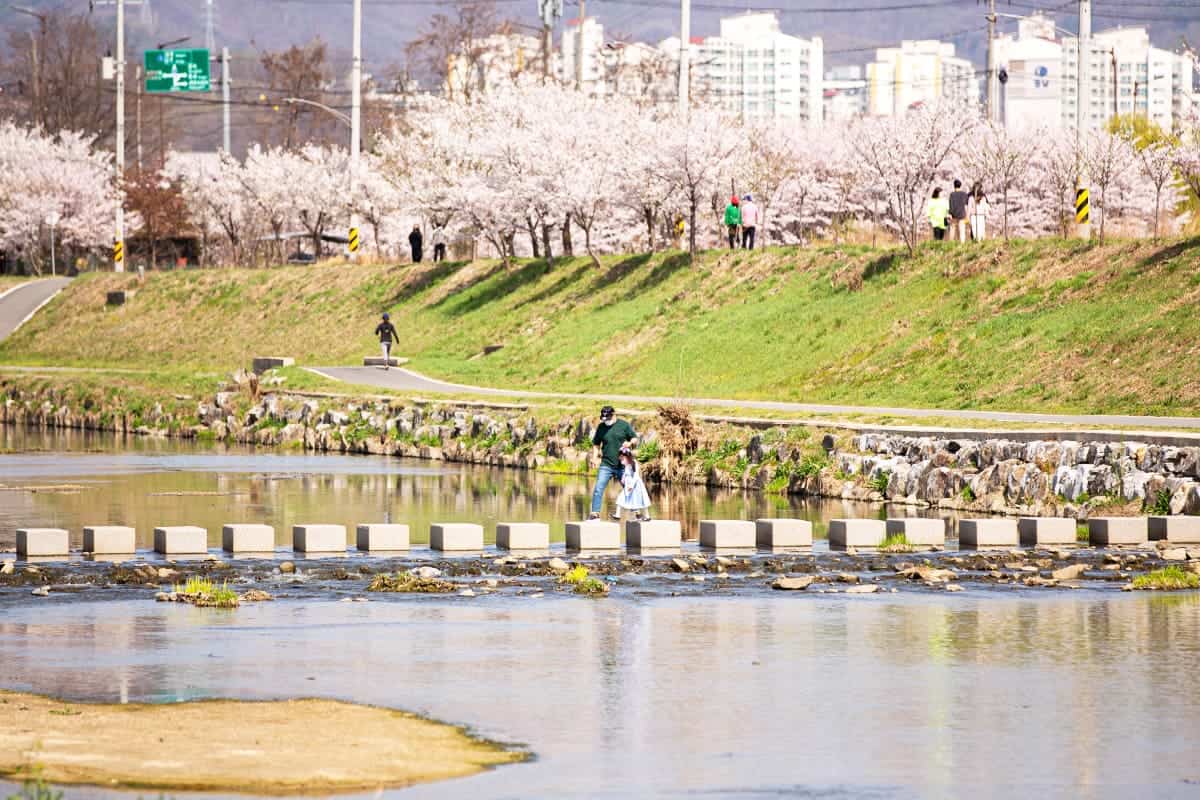 천안천 벚꽃 천안천 벚꽃