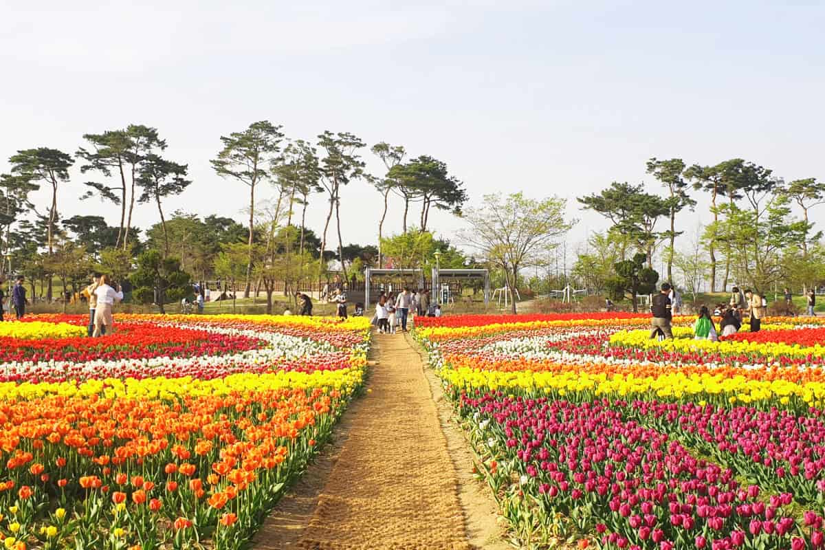청주 문암생태공원 튤립꽃밭 청주 문암생태공원 튤립꽃밭