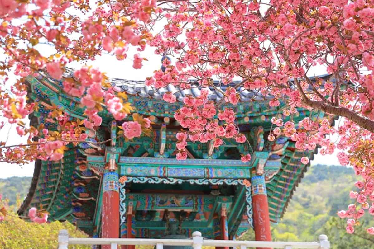 사천 청룡사 겹벚꽃 사천 청룡사 겹벚꽃