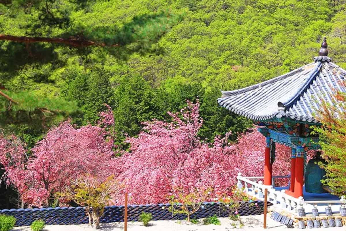 청룡사 겹벚꽃 축제 청룡사 겹벚꽃 축제