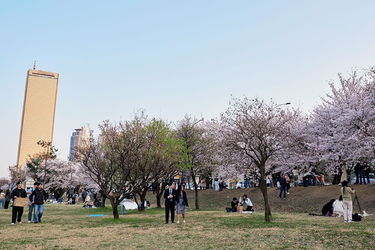 여의도 벚꽃 여의도 벚꽃