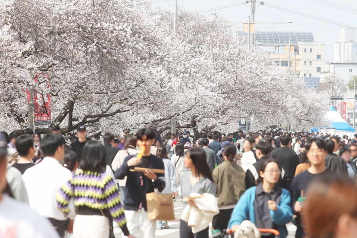 청주 벚꽃축제 청주 벚꽃축제