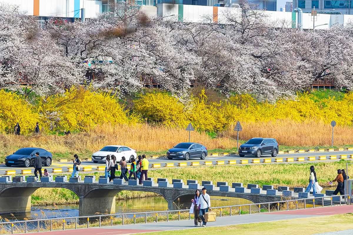 청주 무심천 봄 청주 무심천 봄