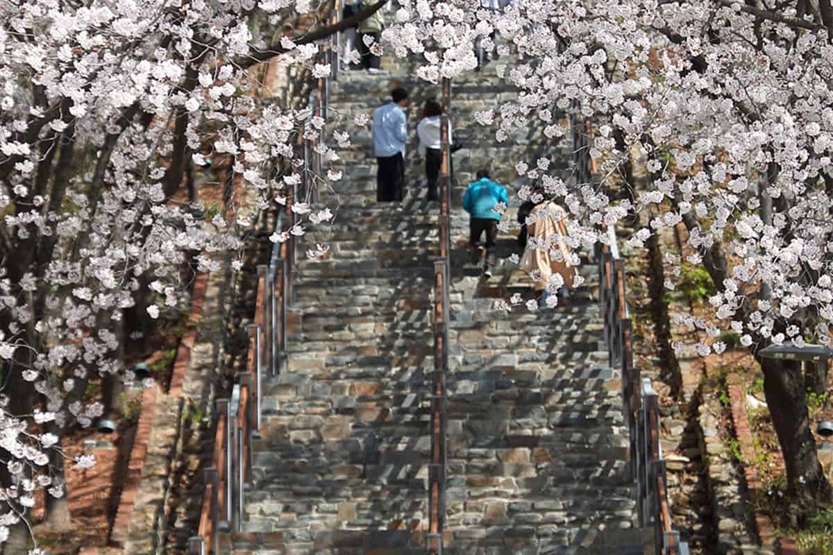 대구 침산공원 벚꽃 계단 대구 침산공원 벚꽃 계단