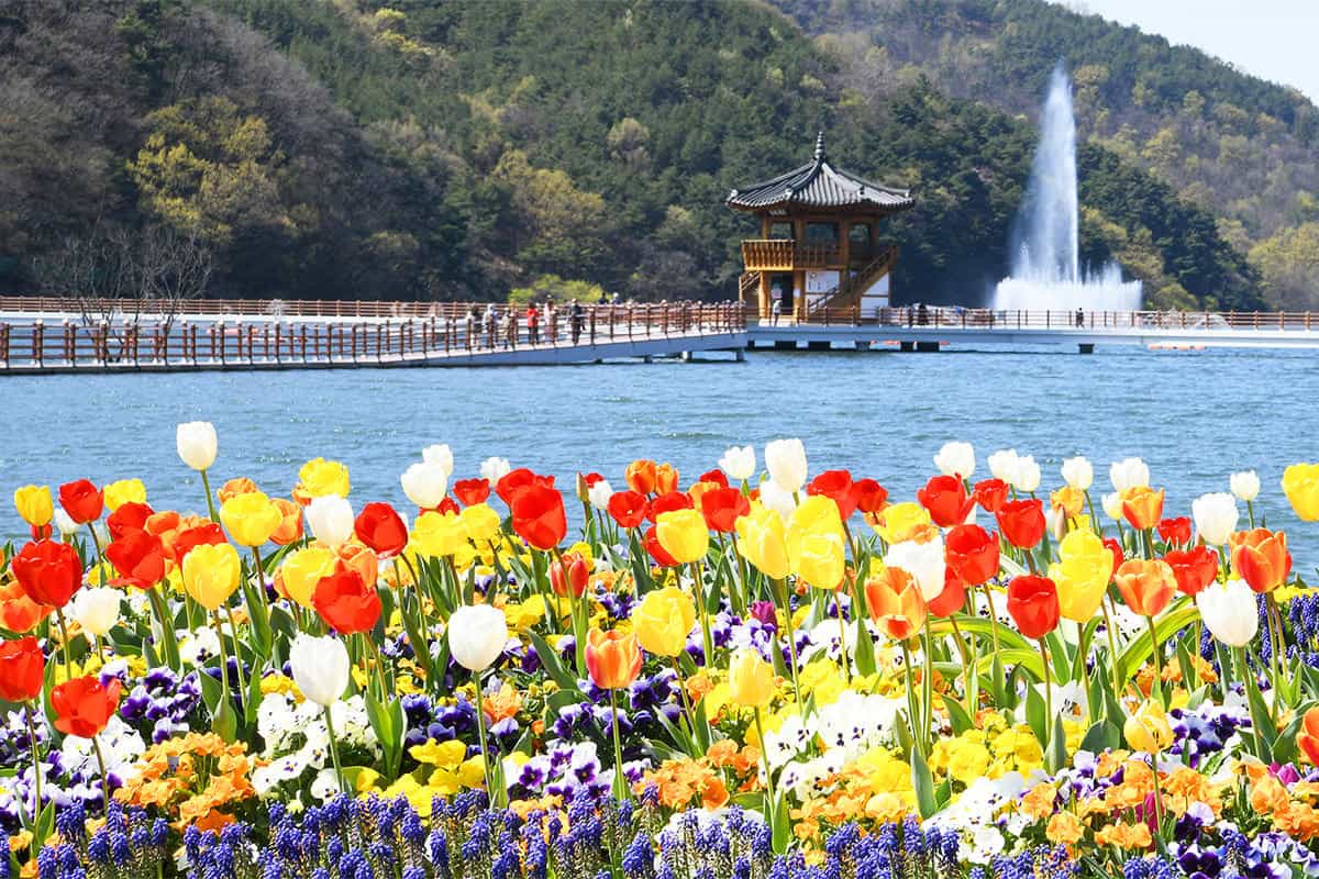 대구 옥연지 송해공원 튤립 대구 옥연지 송해공원 튤립