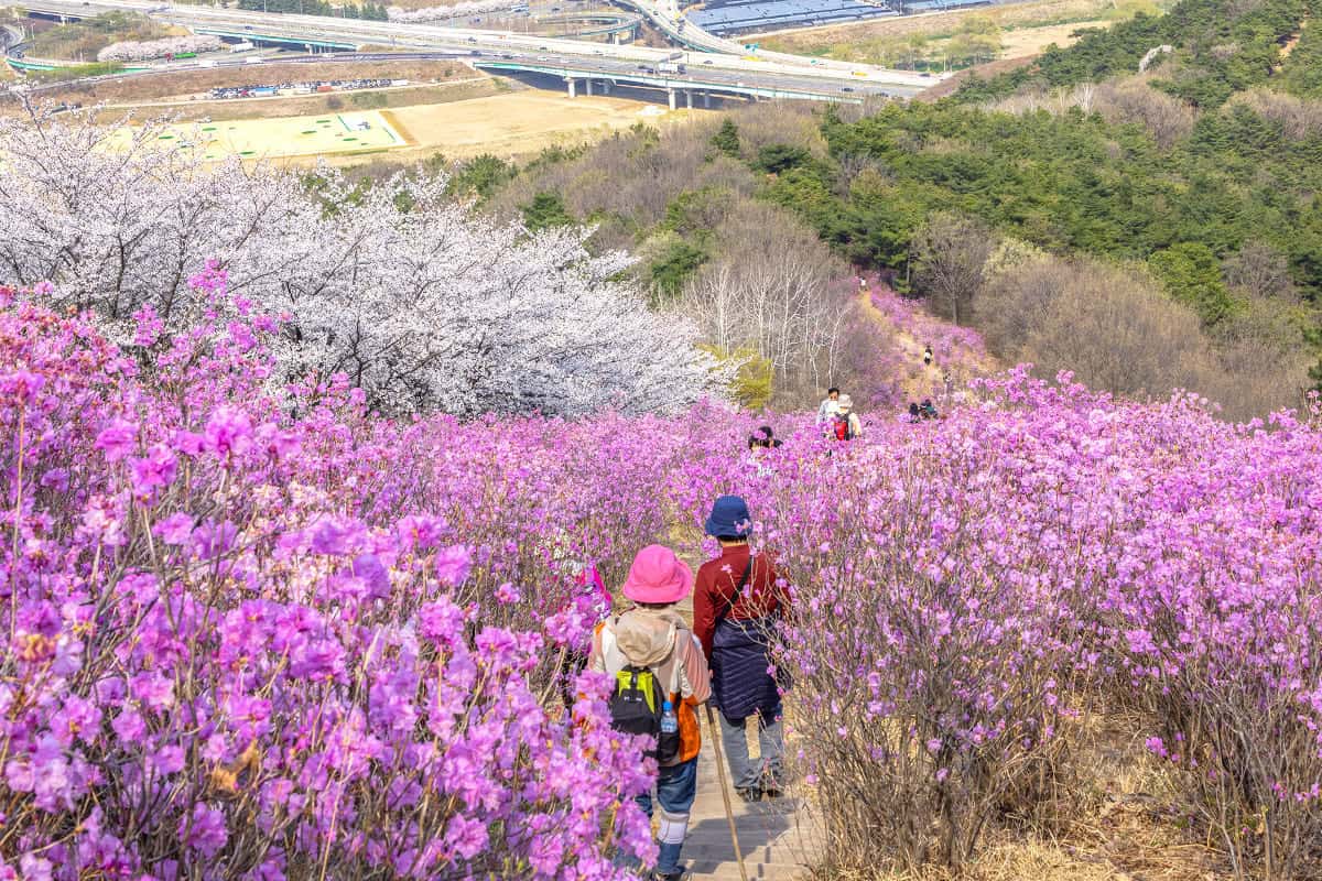 대구 와룡산 대구 와룡산