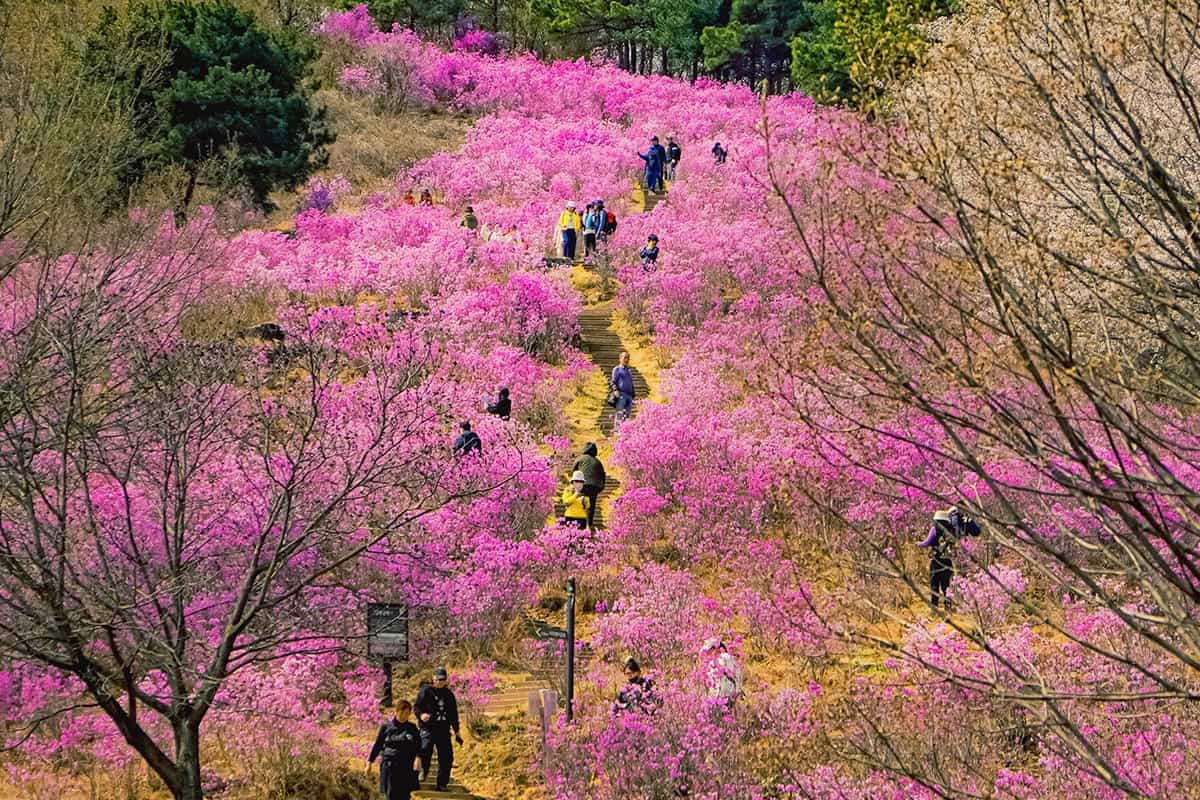 대구 와룡산 진달래 대구 와룡산 진달래