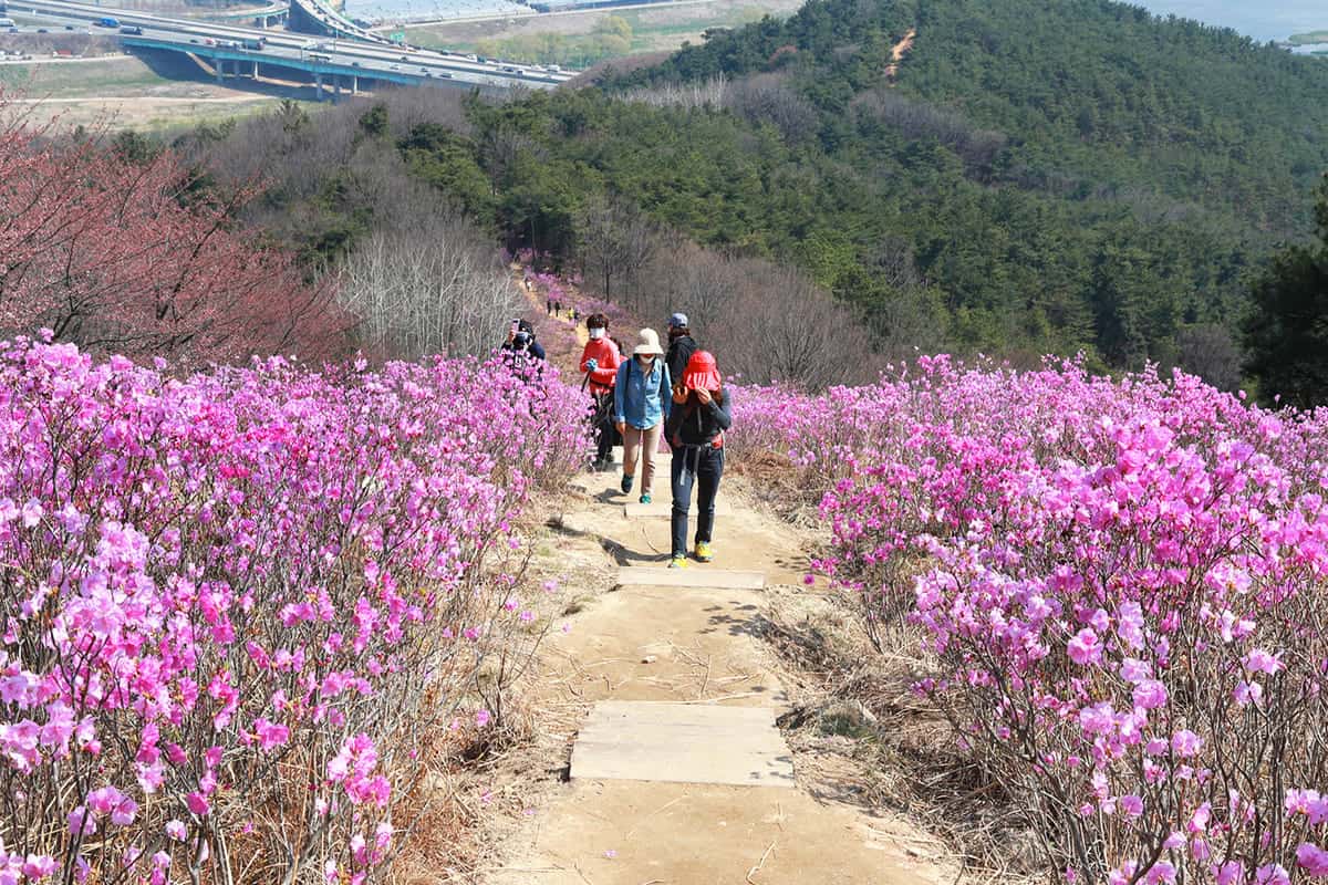 대구 와룡산 봄 대구 와룡산 봄