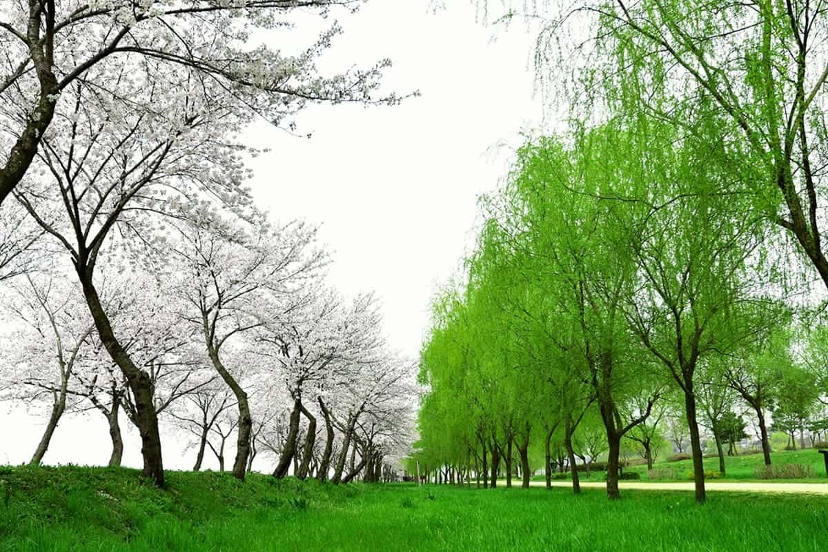 합덕제 산책로 합덕제 산책로