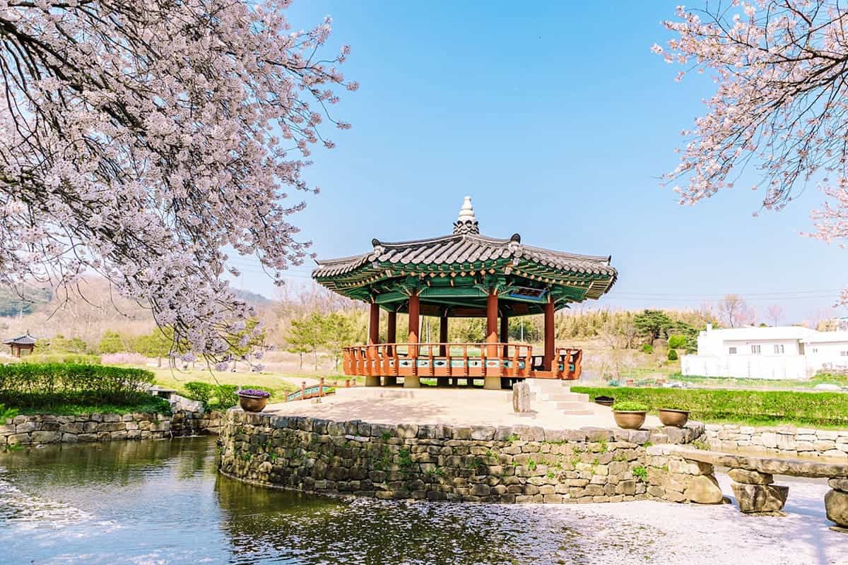 군자정 벚꽃 군자정 벚꽃