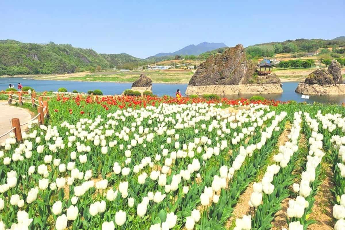단양 도담삼봉 튤립 풍경 단양 도담삼봉 튤립 풍경
