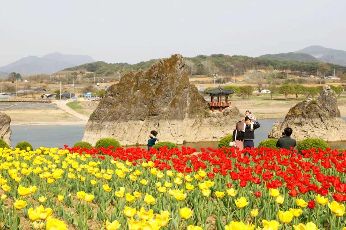 단양 도담삼봉 튤립 만개 단양 도담삼봉 튤립 만개