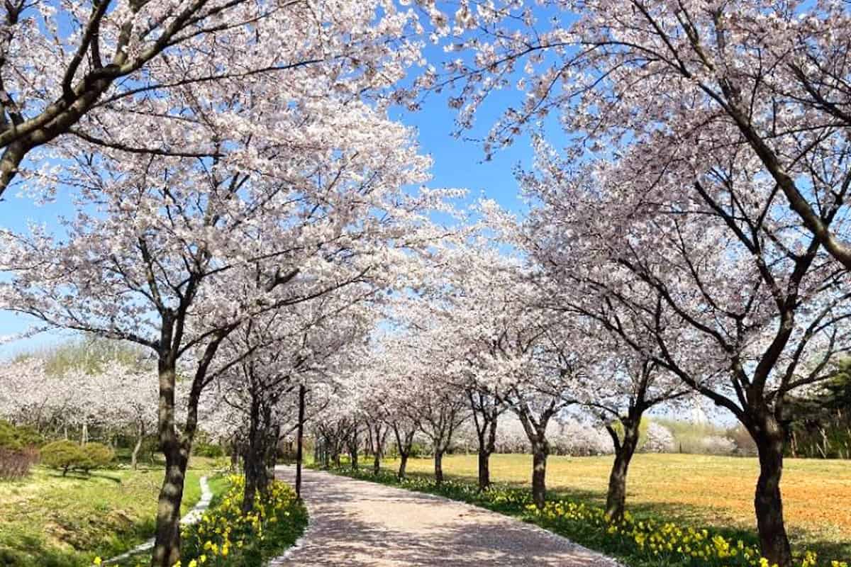 인천 드림파크 벚꽃길 인천 드림파크 벚꽃길