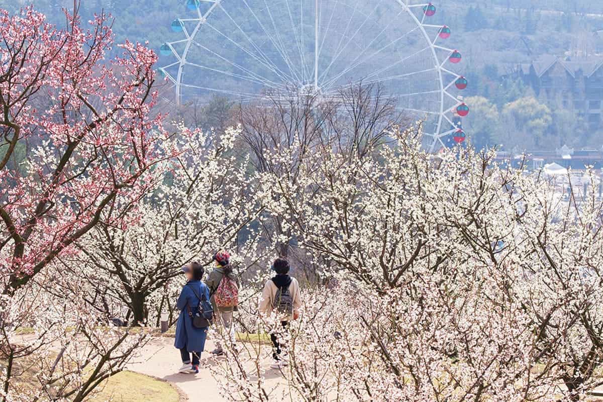 매화정원 하늘정원길 매화정원 하늘정원길