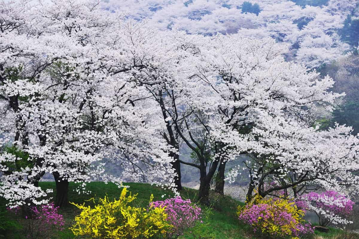 벚꽃림 벚꽃림